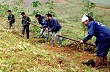 Hơn 600 nghìn cây cao-su Yên Bái đang chờ đất trồng 